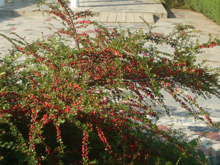 荀子与火棘有什么区别？