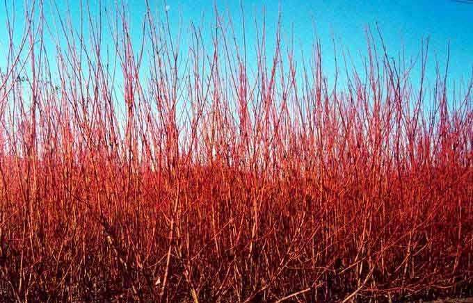 红瑞木能做绿篱植物吗？