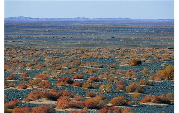 四合木为什么被称为“植物大熊猫”？