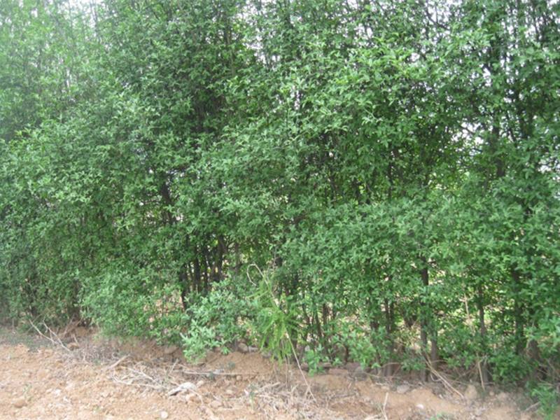 怎样种植马甲子，有哪些播种程序？