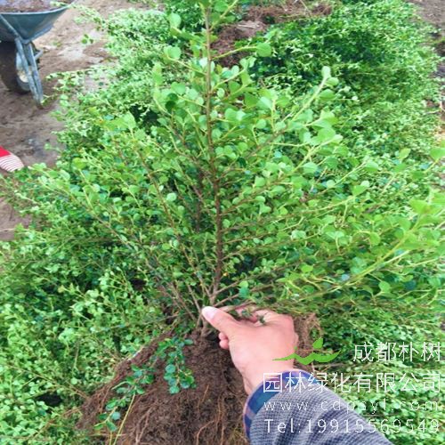 平枝栒子移植需注意哪些事项？