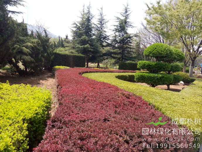 红叶小檗什么时间种植比较适合？