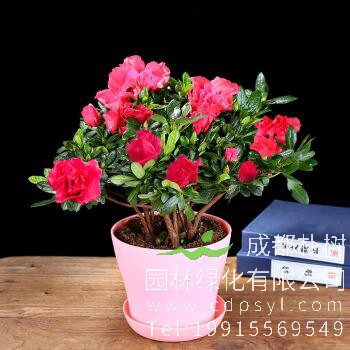 杜鹃花可以在室内养殖吗，需要注意什么？