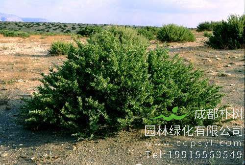 植物界的大熊猫—四合木