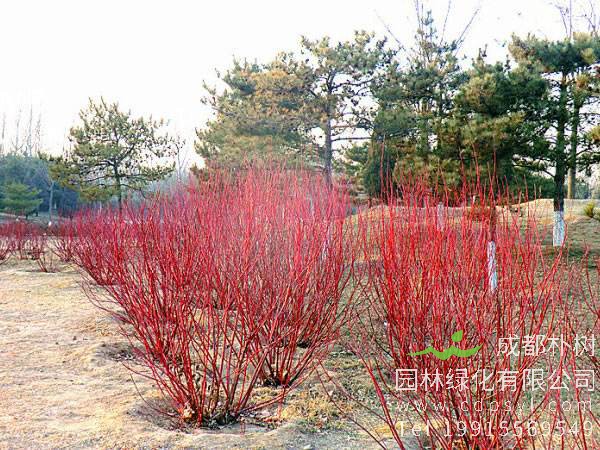 红瑞木适合在新疆和田种植吗?