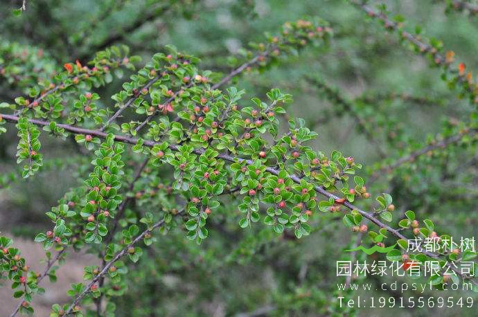 平枝荀子怎么养护方法得当？ 