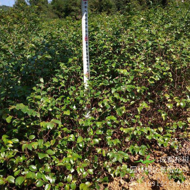 马甲子种子什么时候播种最好？