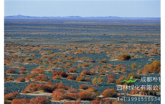 四合木为什么被称为“植物大熊猫”？