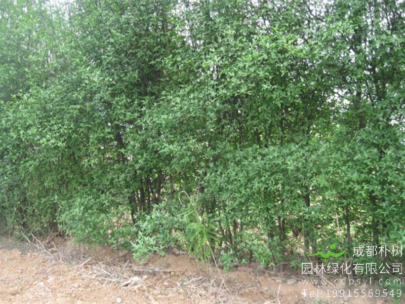 怎样种植马甲子，有哪些播种程序？