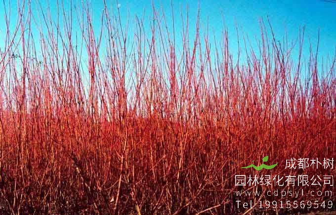 红瑞木能做绿篱植物吗？