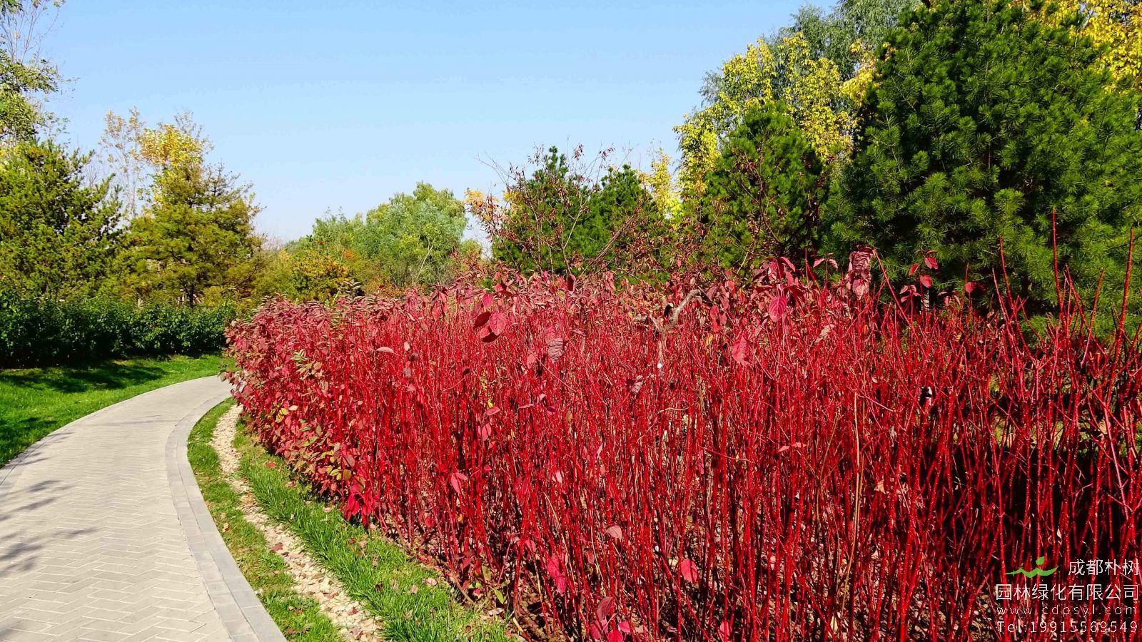 红瑞木的土壤栽培要点有哪些？