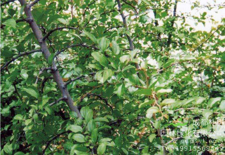 马甲子（铁篱笆）能在东北种植吗？