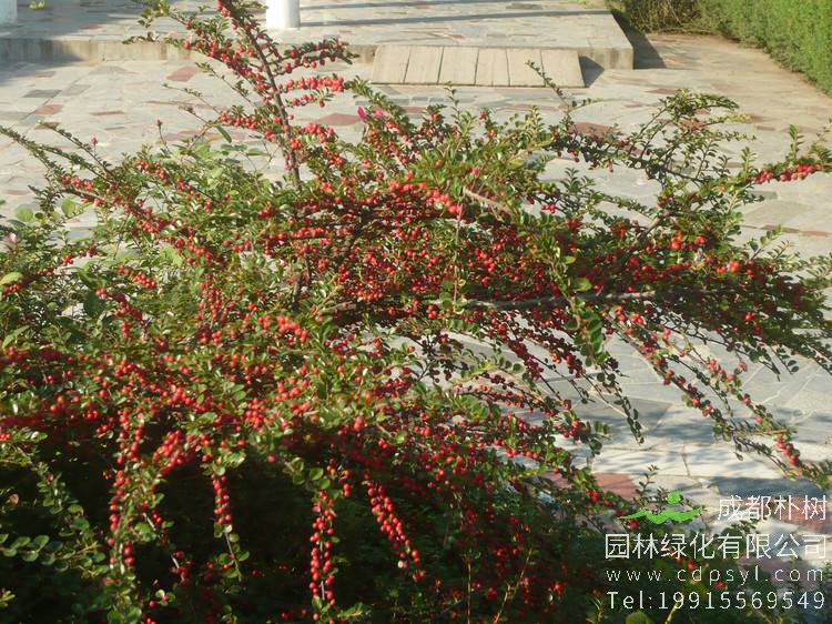 荀子与火棘有什么区别？