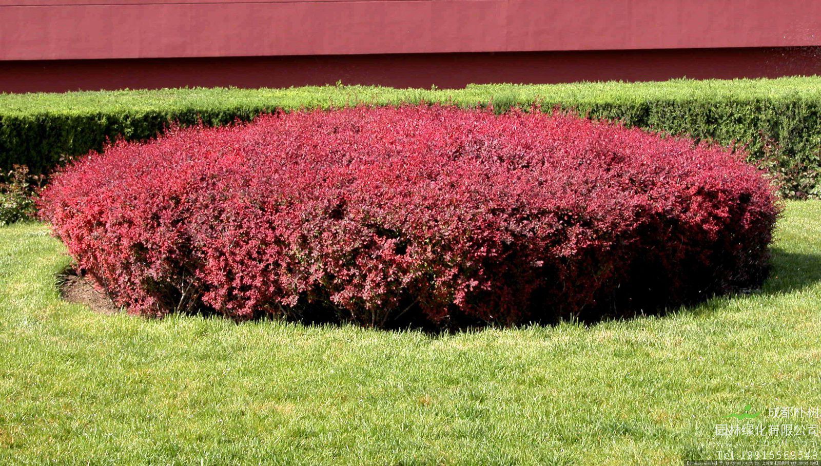 红叶小檗读音，檗字怎么读？