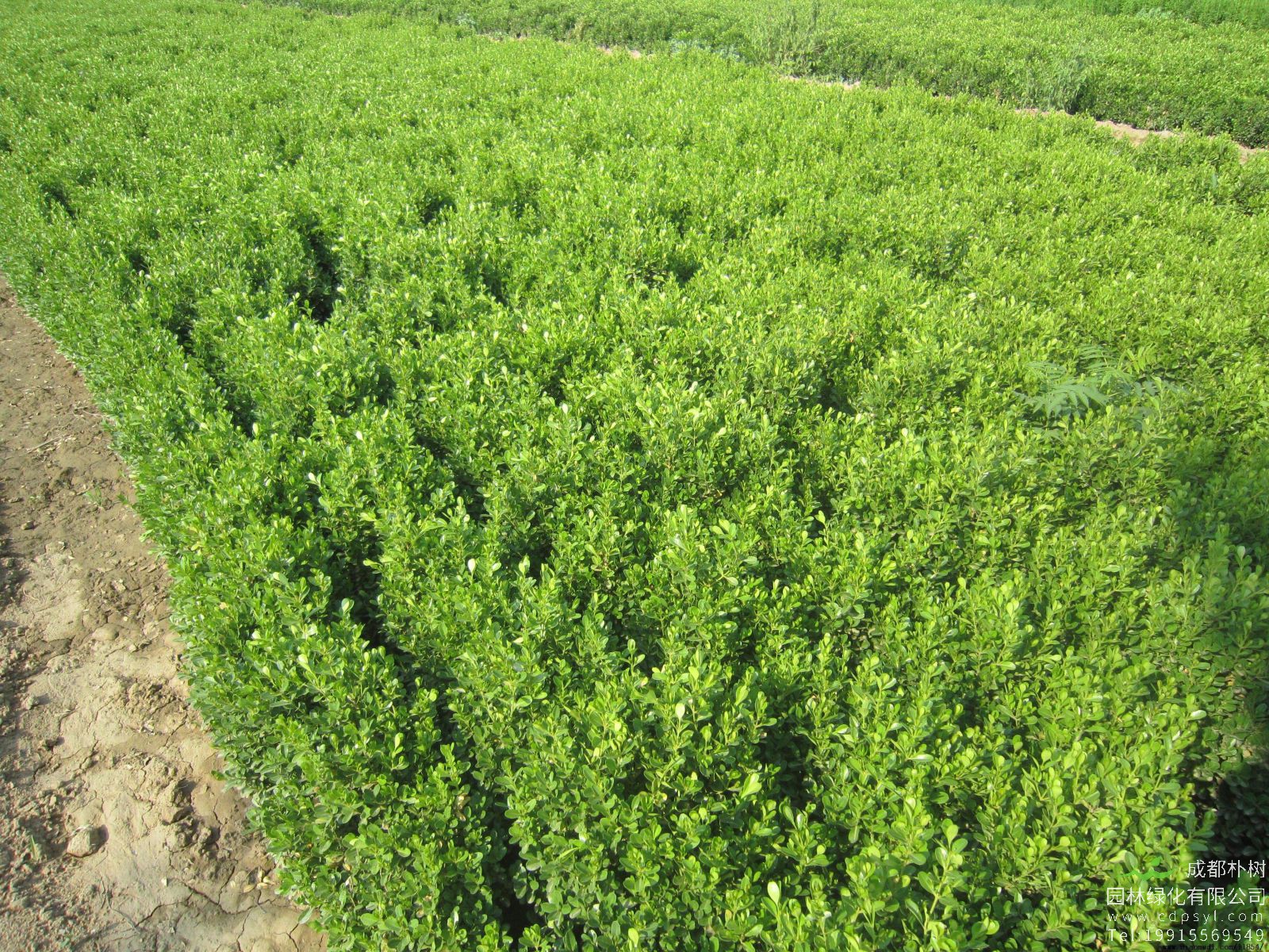 平枝荀子怎么浇水？在什么时间浇水和用什么方式？ 