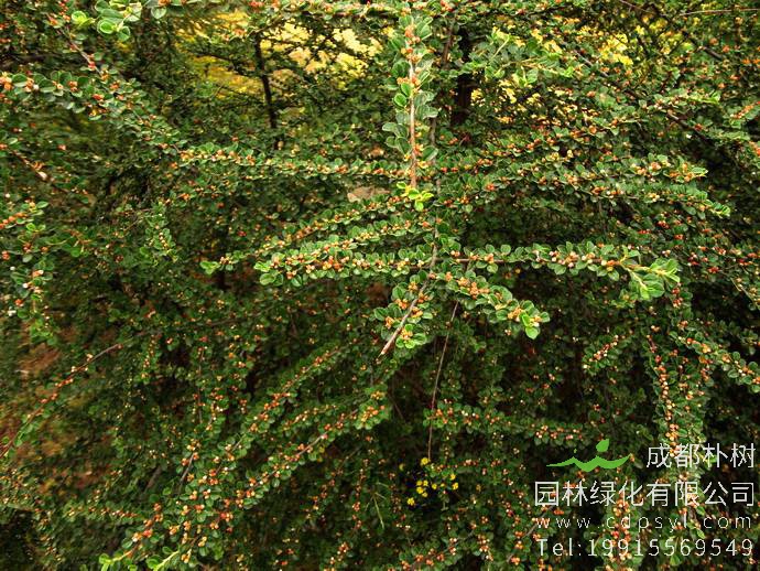 平枝荀子叶子发黄怎么办？