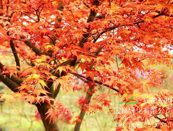 红枫价格-图片-形态特征-生长环境-分布范围-主要品种以及应用现状