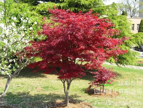 红枫图片大全，红枫叶图片欣赏，最新红枫树图片