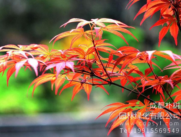 红枫价格-图片-形态特征-生长环境-分布范围-主要品种以及应用现状