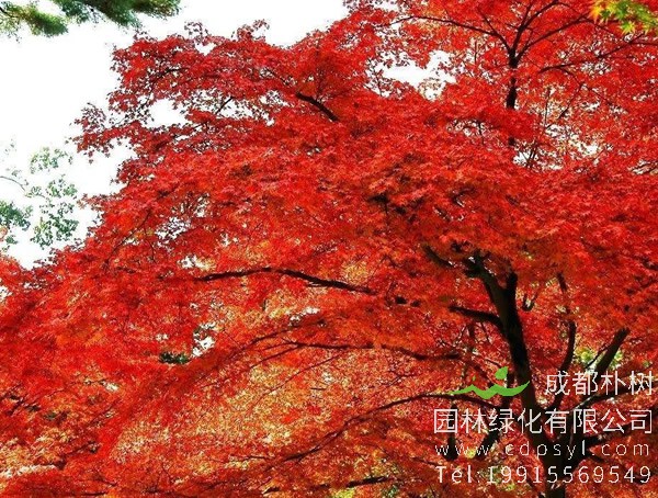 红枫图片大全，红枫叶图片欣赏，最新红枫树图片