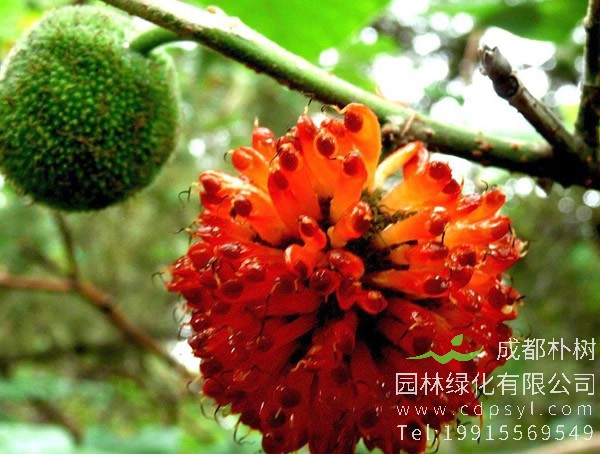 构树价格-图片-形态特征-生长习性-产地分布以及主要价值