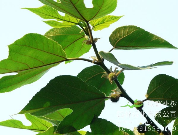 构树的繁殖方式、抚育管理以及病虫防治介绍