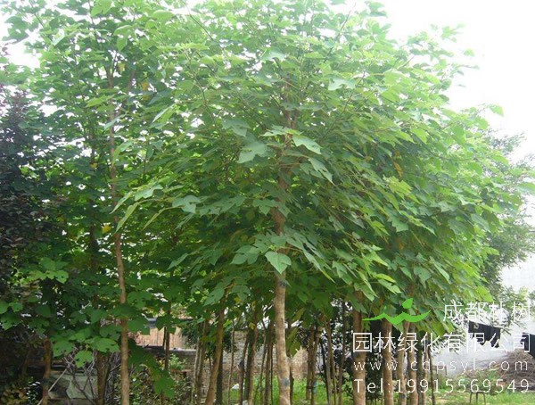 构树价格-图片-形态特征-生长习性-产地分布以及主要价值