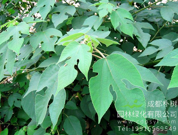 构树的天敌是什么？