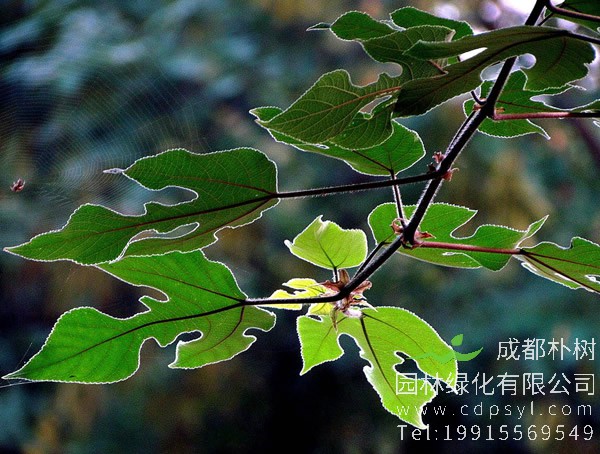 构树上的果实能吃吗？