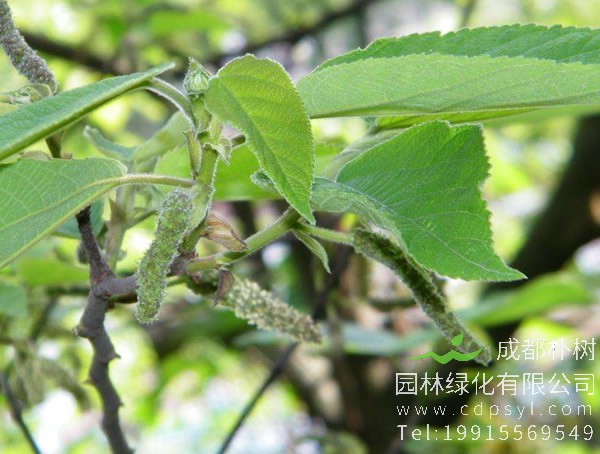 构树有哪些价值？构树有哪些作用？