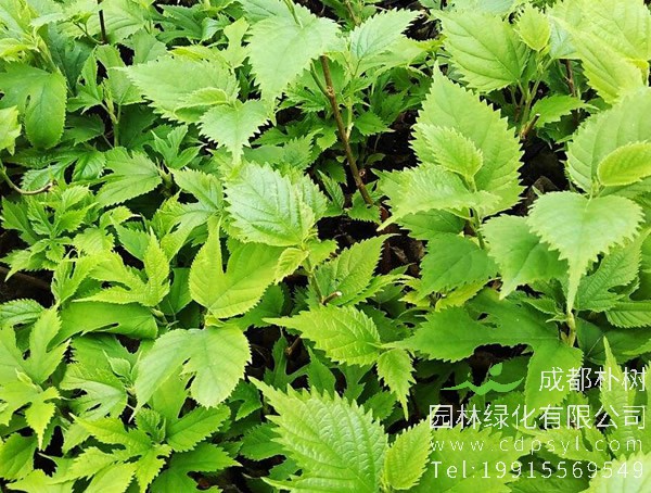 构树可以嫁接哪些果树？