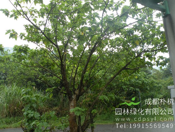 种植构树有发展前途吗？