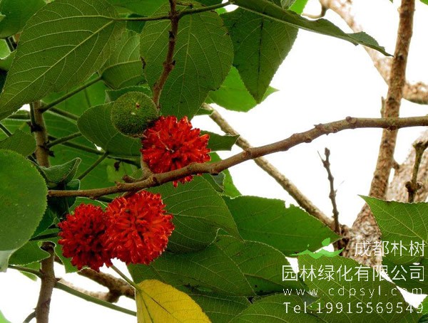 构树的叶子可以吃吗？