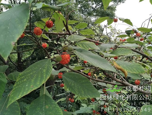构树的种植要注意哪些问题？