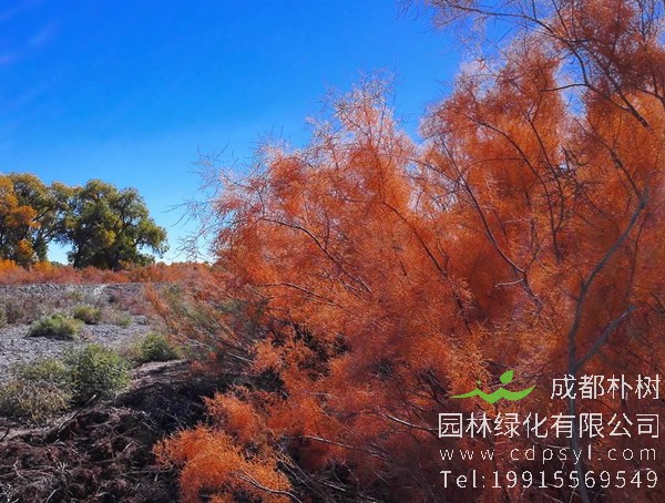 红柳价格-图片-形态特征-产地生境-生长习性以及主要价值
