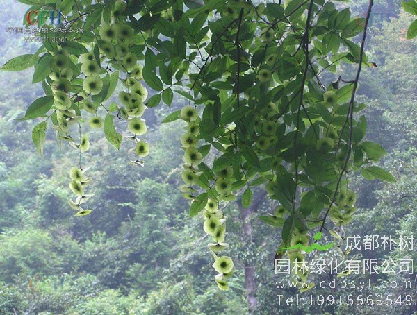 金钱柳价格-图片-形态特征-生长环境以及主要价值