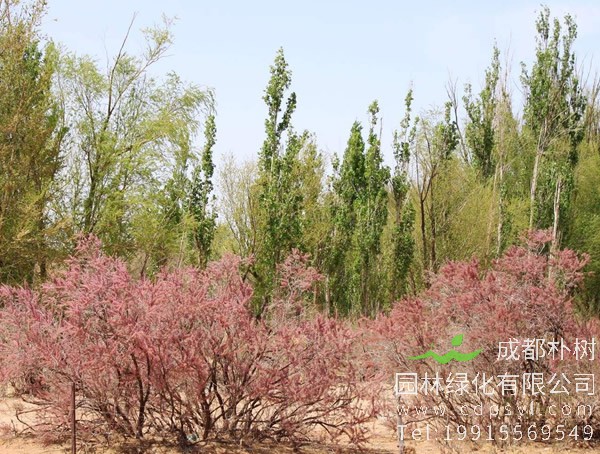 红柳价格-图片-形态特征-产地生境-生长习性以及主要价值