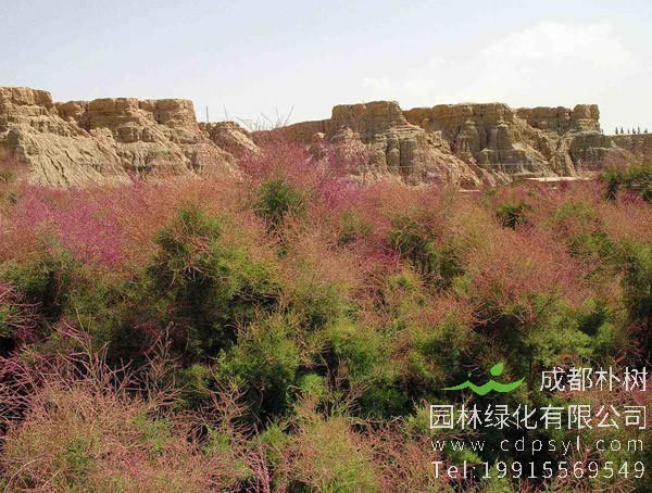 红柳价格-图片-形态特征-产地生境-生长习性以及主要价值