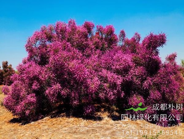 红柳价格-图片-形态特征-产地生境-生长习性以及主要价值