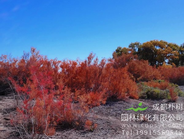 红柳是落叶乔木还是长绿乔木？