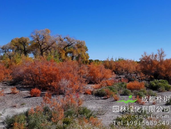 花棒和红柳哪个更好一些？