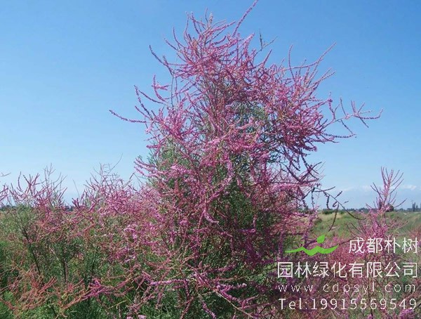 红柳的别称是什么？