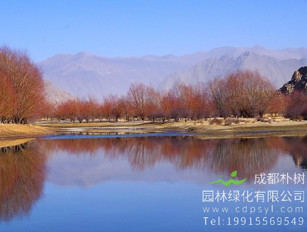 红柳的特点有哪些？