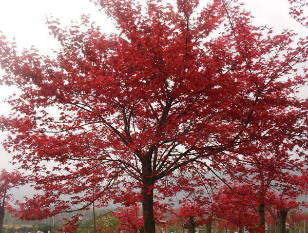 红枫价格-图片-形态特征-生长环境-分布范围-主要品种以及应用现状