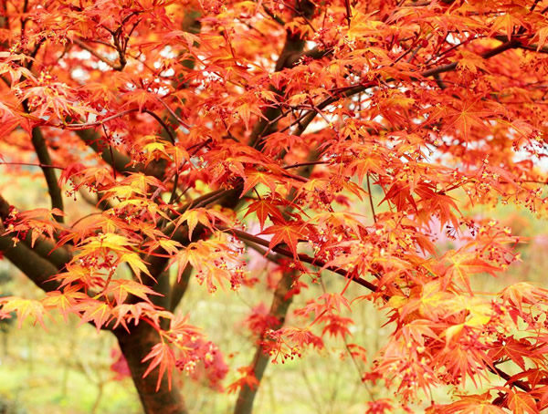 正确种植红枫的方法及日常养护注意事项有哪些？