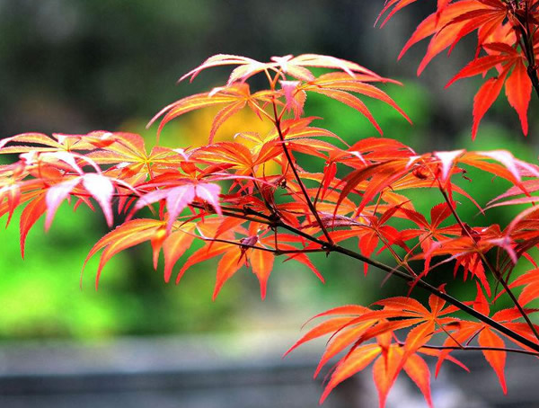 红枫生长速度有多快？红枫几年能够成材？