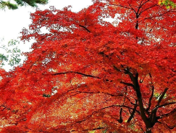 美国红枫，中国红枫和日本红枫，哪种红枫最漂亮？