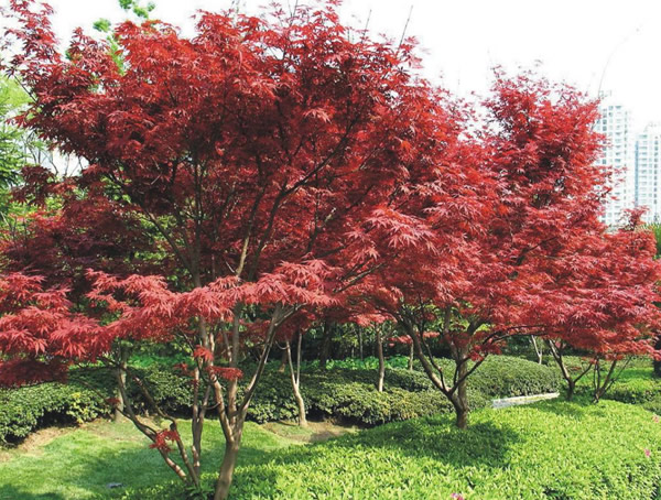 红枫种子怎么种植？