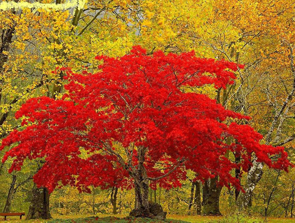 日本红枫和美国红枫的区别有哪些？