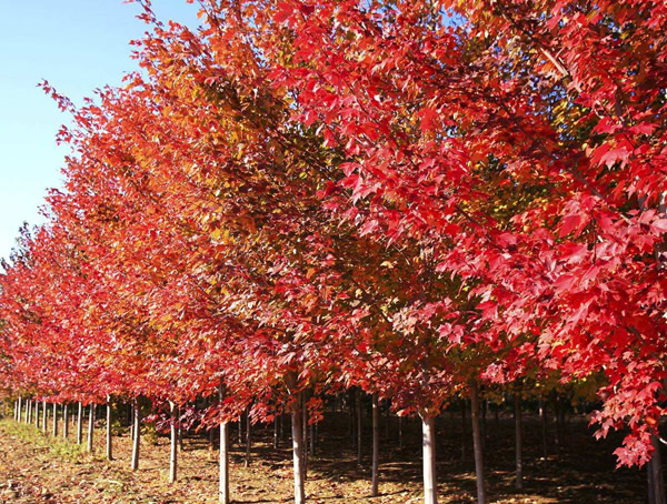 红枫树一般在什么季节种植？